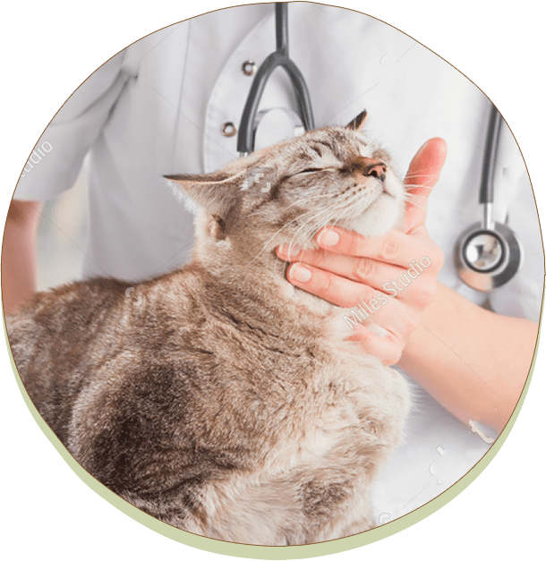 注重每一個孩子與家人的感受，所有服務內容皆會是獸醫師親自服務。