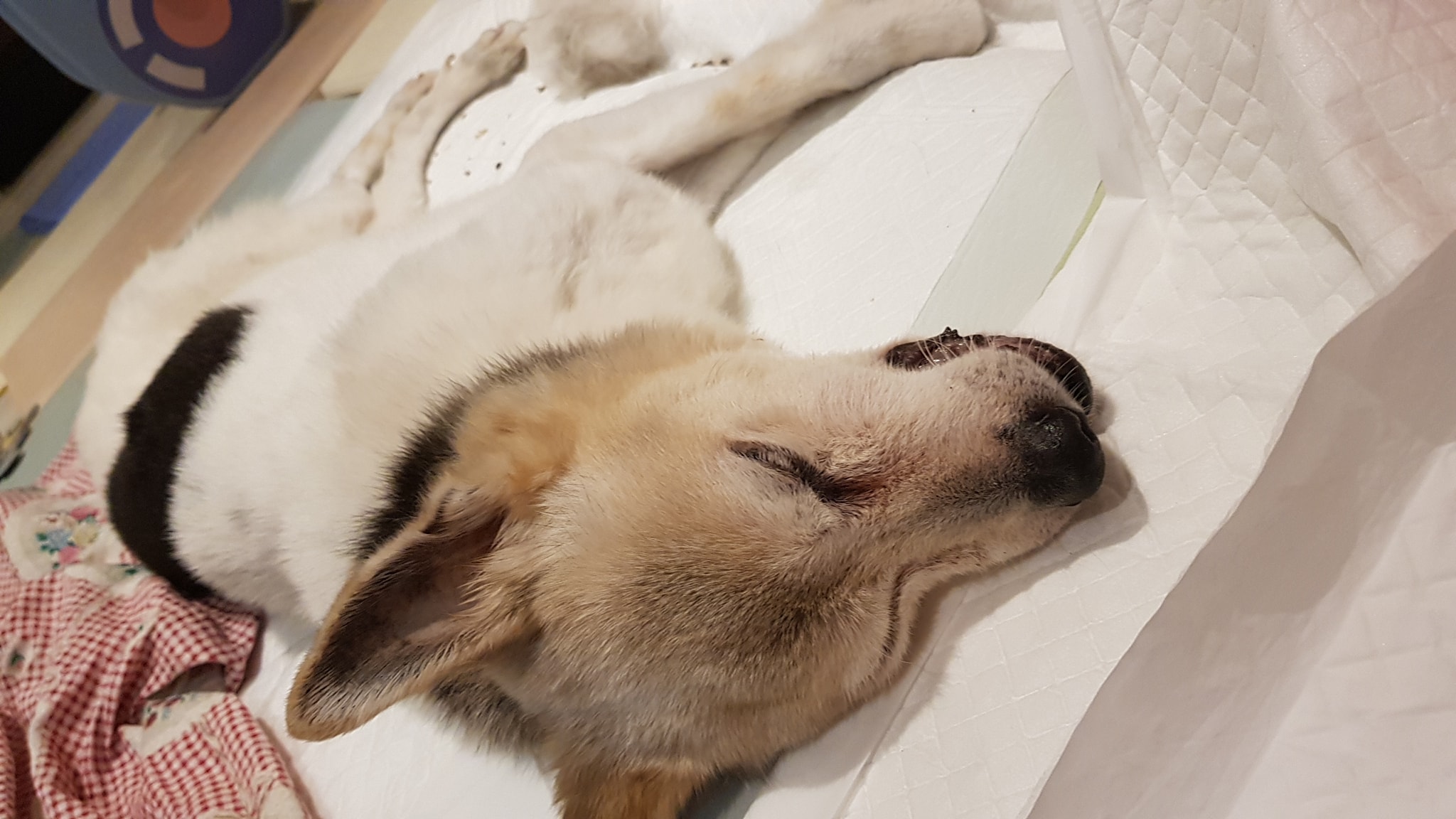 李醫師的自家善終